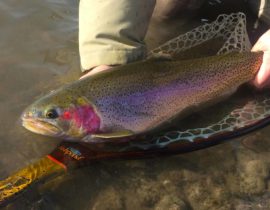 Top Nymph Assortment