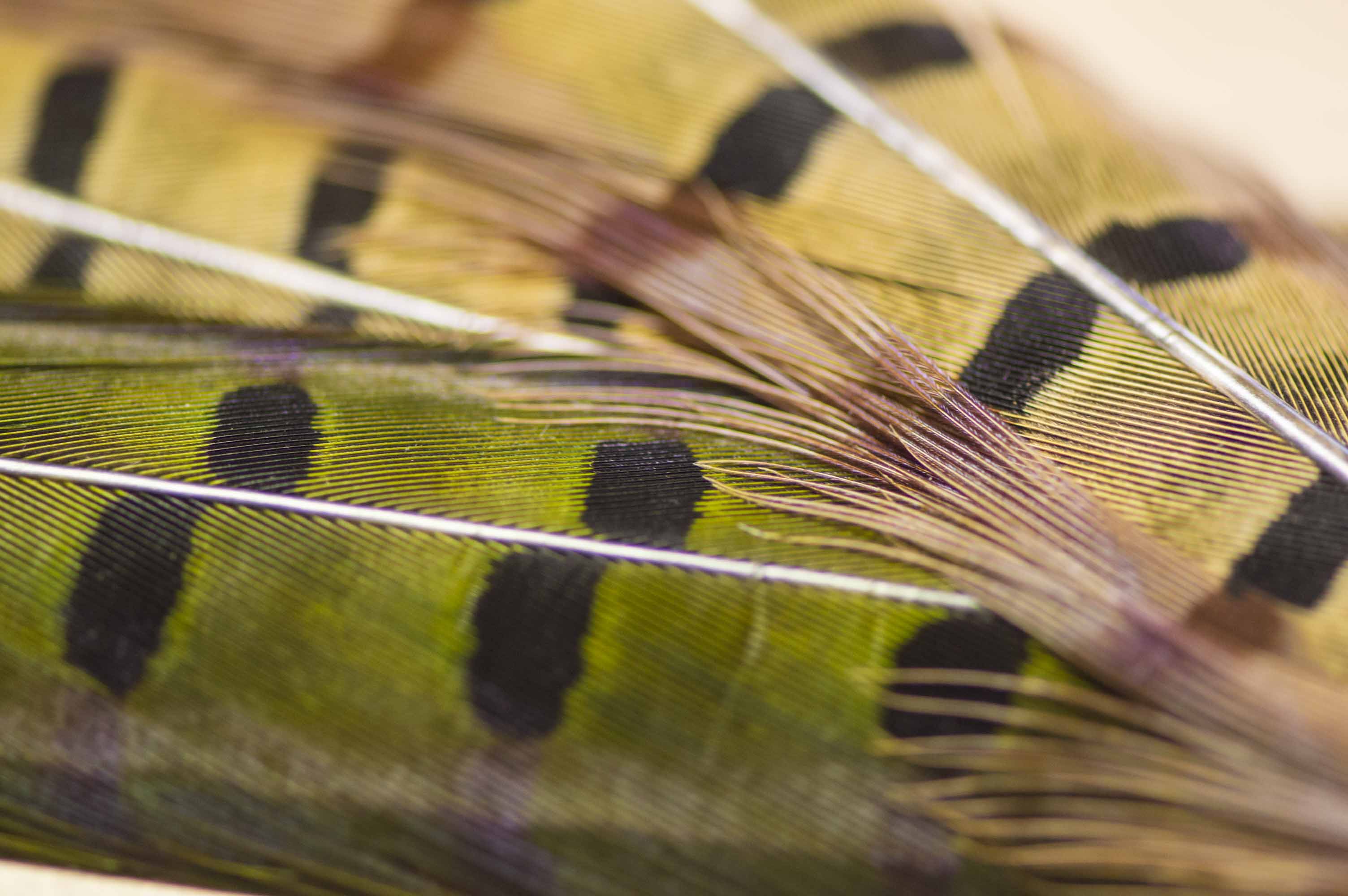 ringneck-pheasant-tail-feathers