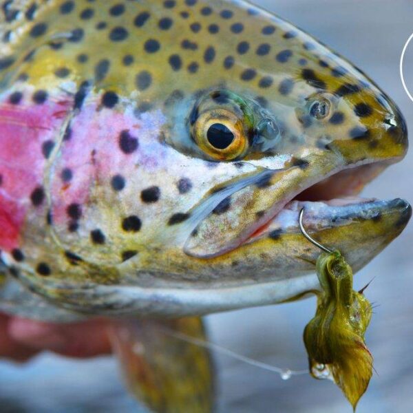 Any Streamer can work with effort...