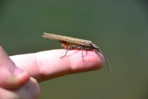 Better Summer Fishing