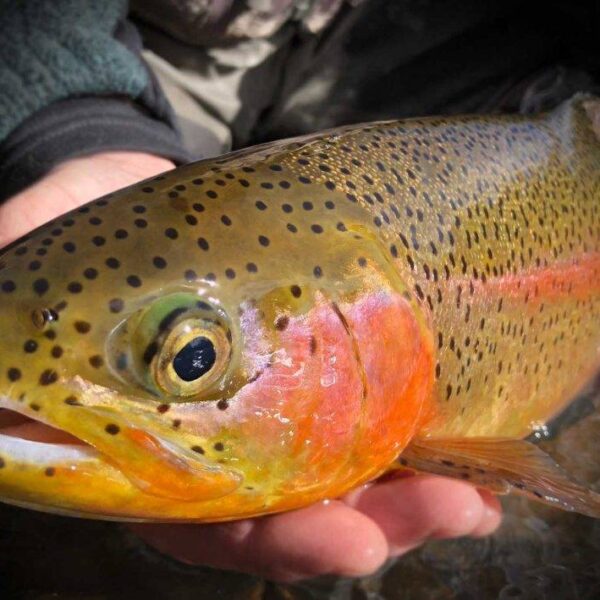 Top Trout Assortment