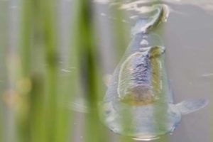 Fly Fishing Grass Carp