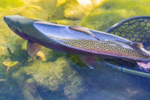 Proper Catch & Release