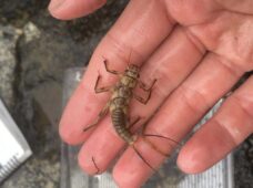 Stonefly-Nymph