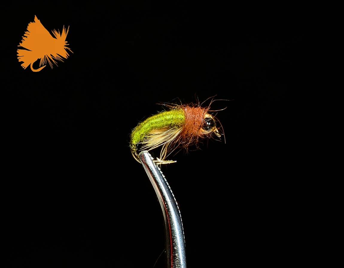 Caddis Larva