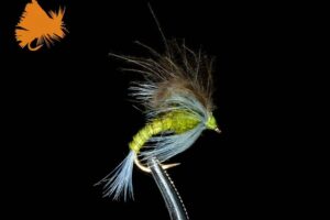 cdc-emerger-bwo-loopwing-olive-sku-71